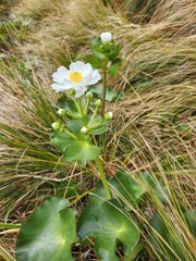 Ranunculus lyallii