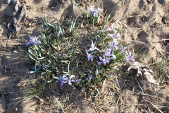 Iris lactea biglumis