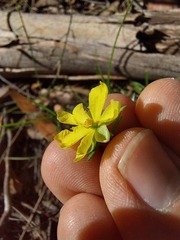 Hibbertia puberula