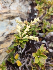 Gaultheria crassa