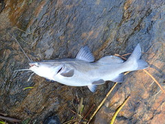 Siluriformes