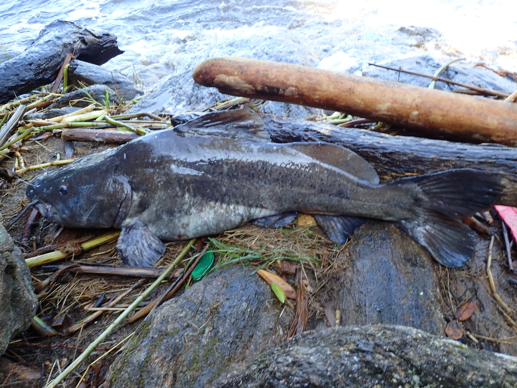 Silver Catfish
