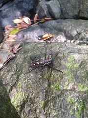 Batocera rubus