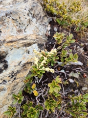 Gaultheria crassa
