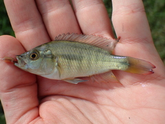 Pseudocrenilabrinae