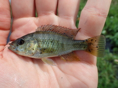 Pseudocrenilabrinae