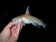 Siluriformes