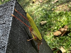 Phaneroptera nigroantennata