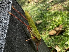 Phaneroptera nigroantennata