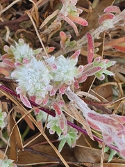 Dissocarpus paradoxus