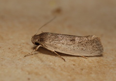 Xylorycta haplochroa