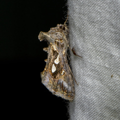 Chrysodeixis argentifera