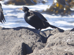 Microcarbo coronatus