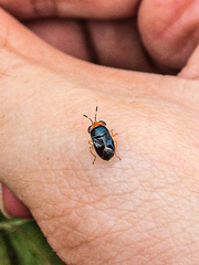 Geocoris erythrocephalus