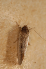 Xylorycta haplochroa