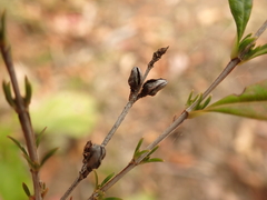 Hypericum prolificum