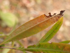 Hypericum prolificum