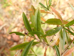 Hypericum prolificum