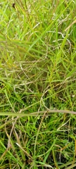 Haloragis heterophylla