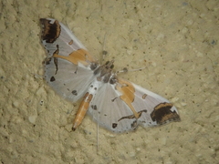 Polythlipta liquidalis
