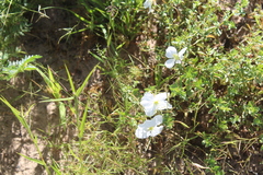 Oenothera pallida
