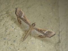 Maruca vitrata