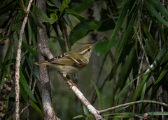 Phylloscopus inornatus