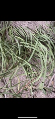 Grevillea parallela