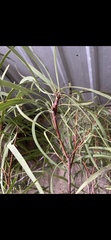 Grevillea parallela