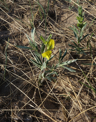 Thermopsis mongolica