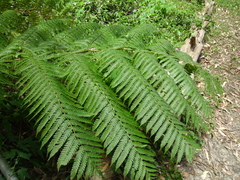 Cyathea cooperi