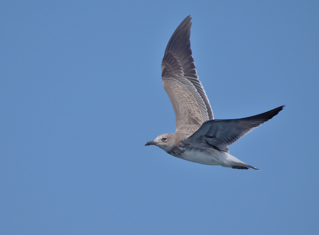 Laughing Gull