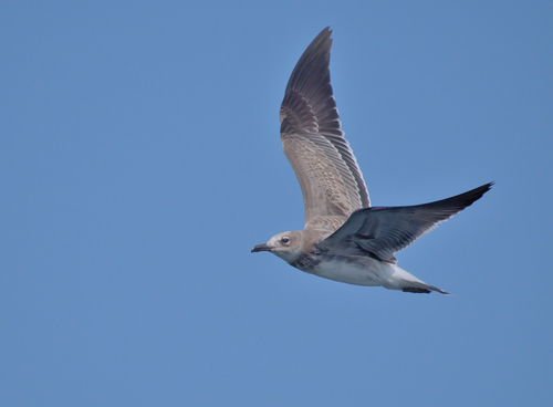 Gaviota Gallega (Leucophaeus atricilla)