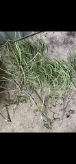 Grevillea parallela