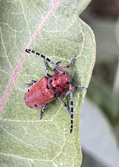 Tetraopes femoratus