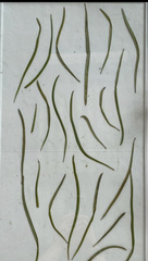 Grevillea parallela