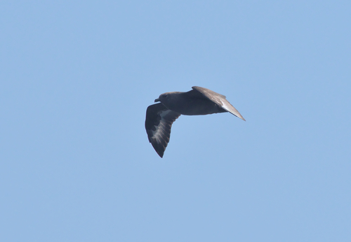 Págalo polar (Stercorarius maccormicki)