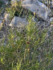 Sidneya tenuifolia