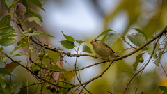 Phylloscopus inornatus