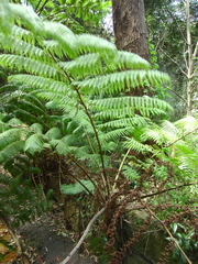 Cyathea cooperi