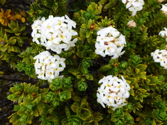 Pimelea buxifolia