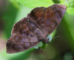 Pellicia arina