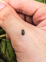 Geocoris erythrocephalus