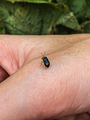 Geocoris erythrocephalus