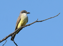 Tyrannus crassirostris