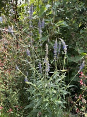 Salvia lavanduloides