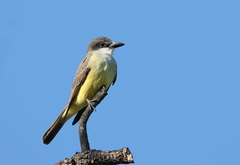 Tyrannus crassirostris