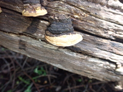 Truncospora ochroleuca