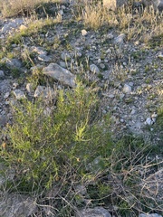 Sidneya tenuifolia