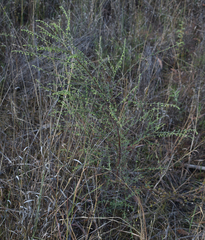 Phyllanthus carpentariae